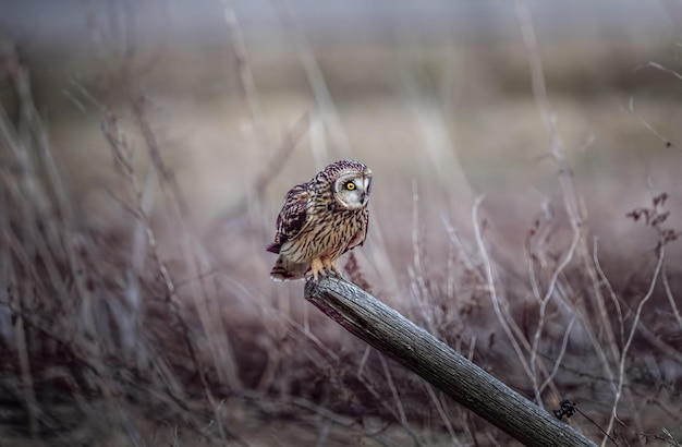 Photo owl perching on wooden post