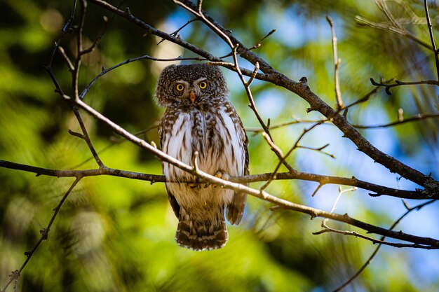 Owl photography artistry feathers colors textures and the beauty of avian life