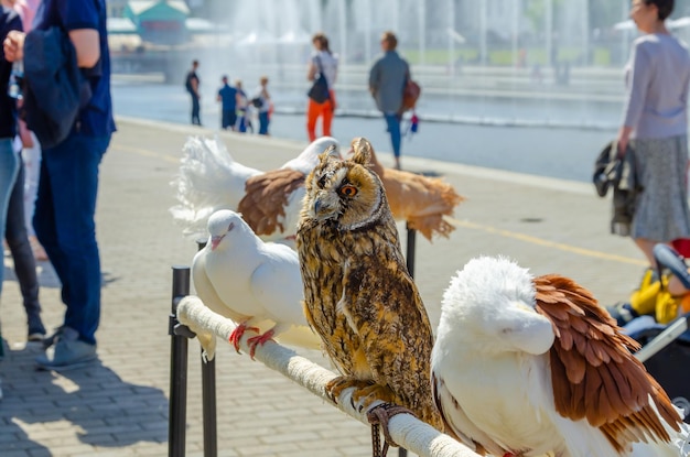 Owl and pigeons sit together during the day.