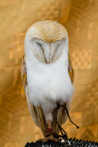 Owl portrait, white bird