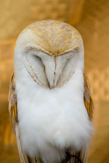 Owl portrait, white bird