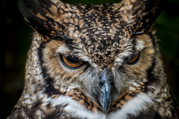 Photo owl portrait