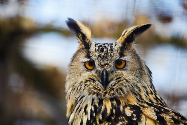 owl portrait