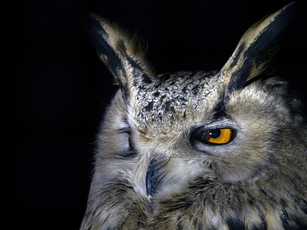 Owl portret kijken naar u geïsoleerd op zwart