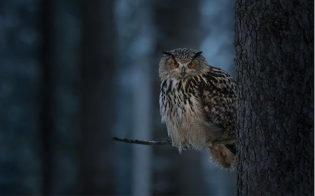 a owl sits on a branch in a forest with a dark background