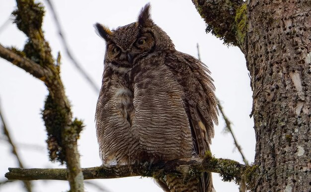 A owl sits on a branch in a tree.