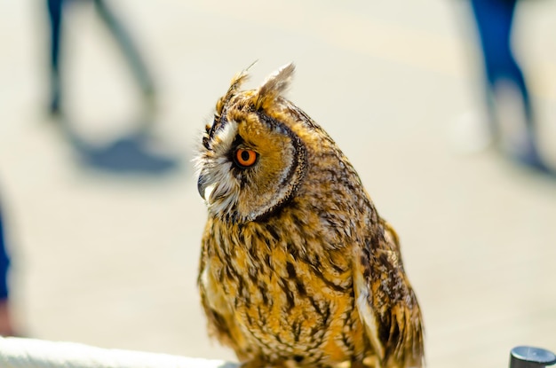 The owl sits outside during the day.