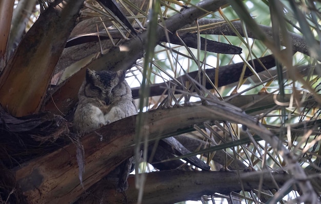 A owl sits in a tree with its eyes closed and eyes closed.