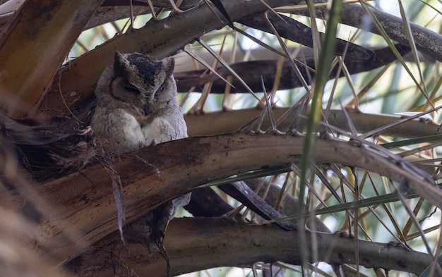 A owl sits in a tree with its head down and the head down.