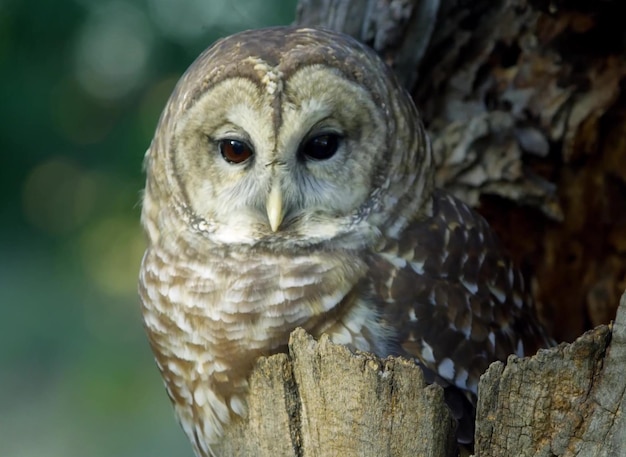 Owl sitting in a tree, close-up