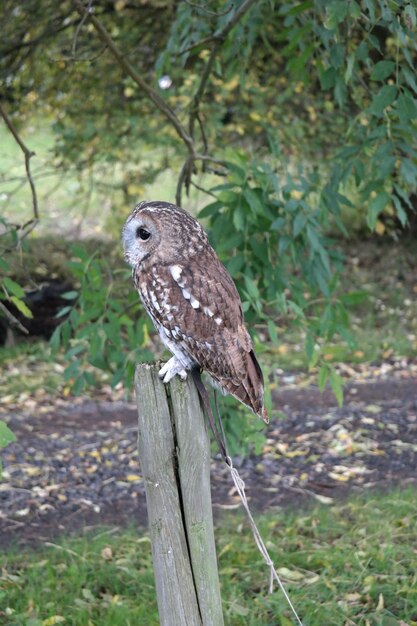 Foto un gufo legato con una corda appollaiato su un palo di legno