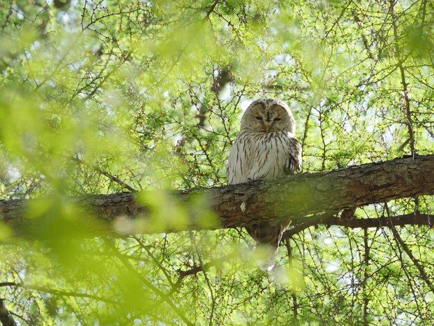 Owl on a tree branch