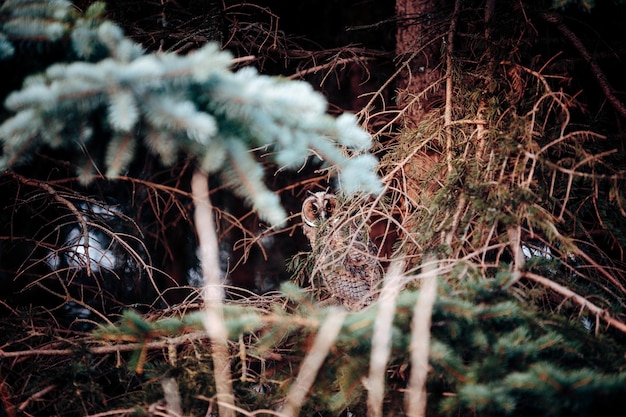 Photo owl on tree in forest