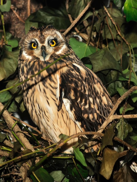 Owl on a tree