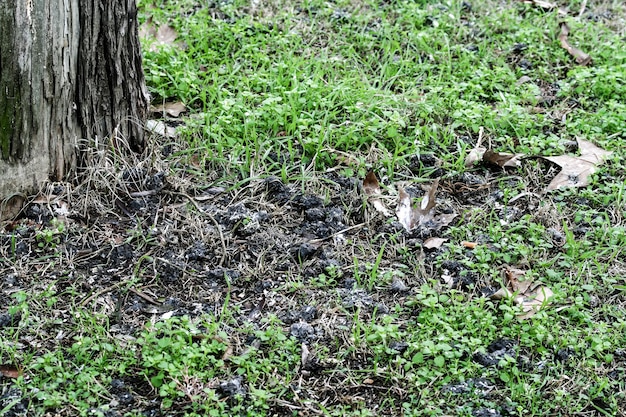 Foto owl wads owl regurgitatie op de grond inhoud van een onverteerbare bal met bont en botten die de uil overgeeft concept van wetenschappelijk onderzoek met betrekking tot de langoorige uil asio otus