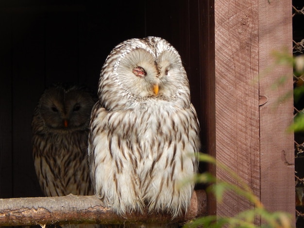 A owl with its eyes closed