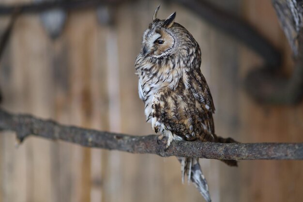 ケージのクローズアップで動物園のフクロウ