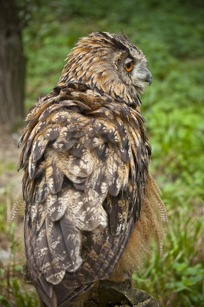 Owl