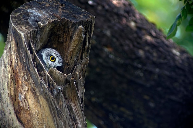 An owlet is staring from a wood hollow