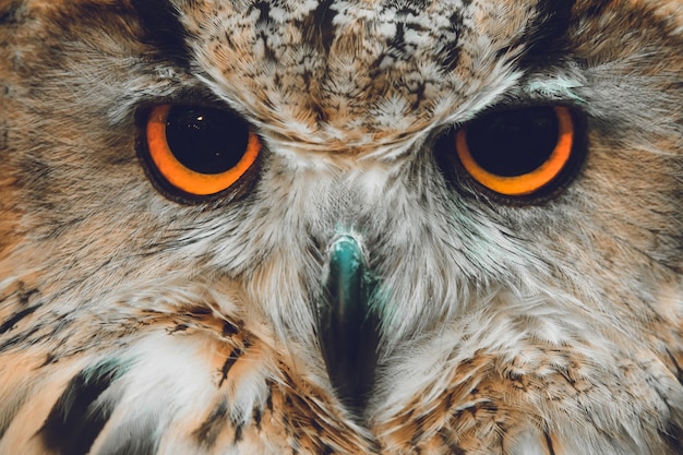 Owls Portrait. uil ogen