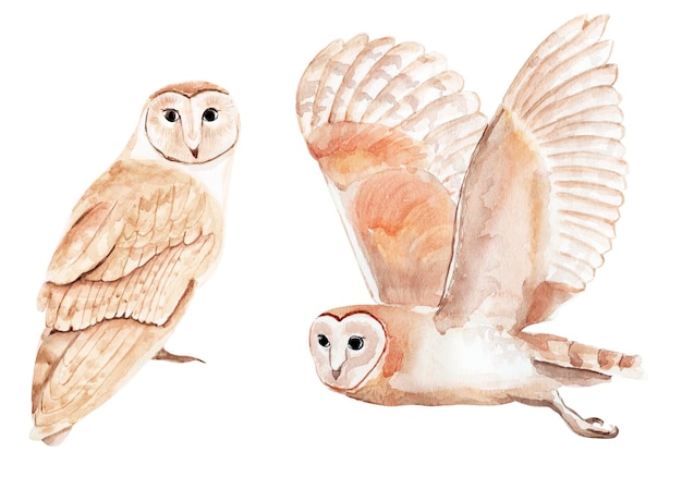 Owls watercolor elements set