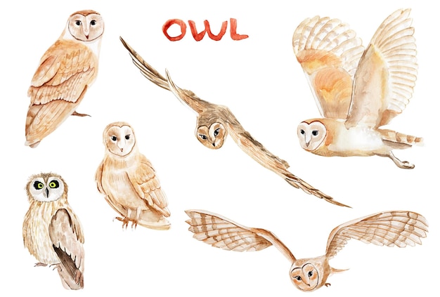 Owls watercolor illustration set