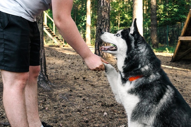 The owner asks to give the pet a Husky paw sticking out his tongue gives the paw to the owner