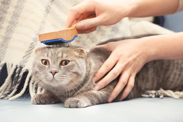 owner brushing cute cat at home