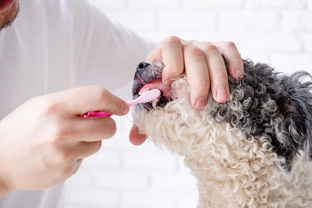 Владелец чистит зубы милой собаке дома