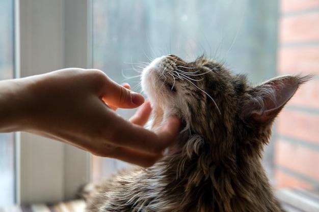 The owner caresses a cute Maine Coon cat Pet care