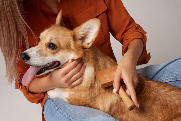 Photo the owner combs out the fur of a corgi dog with a brush caring for the dogs health