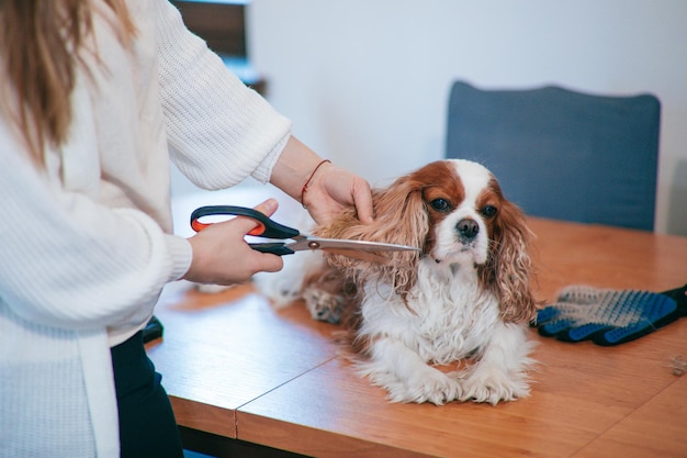 Owner of dog with scissors for cutting trim hair on ears of pet. Cavalier King Charles Spaniel. Dog care.Grooming. Shearing of wool. Beautiful ears. Hygiene and health. Obedient pet.