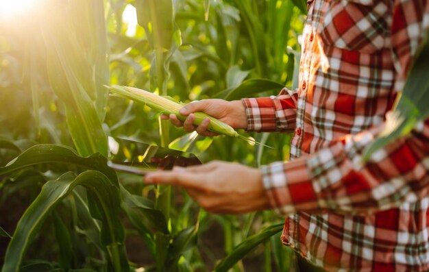 owner of farm standing in cornfield inspects crop farmer is watching growth of crop with tablet
