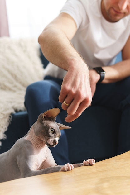 飼い主が自宅でスフィンクス猫に餌をやる