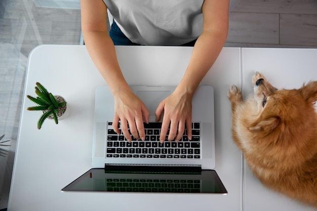 Owner freelance dog works while sitting home cactus is standing\
nearby on table