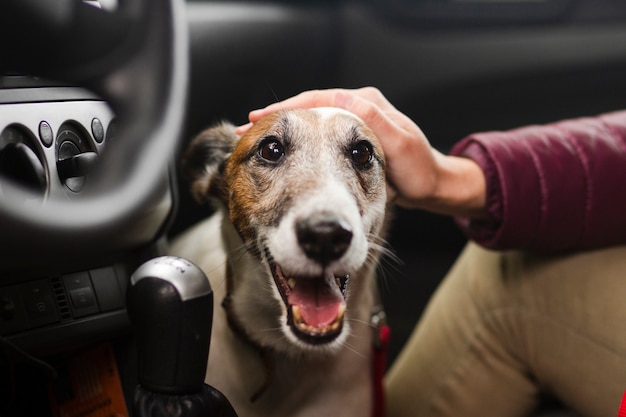 Owner petting dog in car