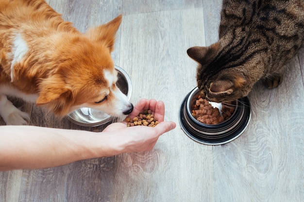 Foto il proprietario versa cibo secco al gatto e al cane in cucina. la mano del maestro. avvicinamento. concept cibo secco per animali