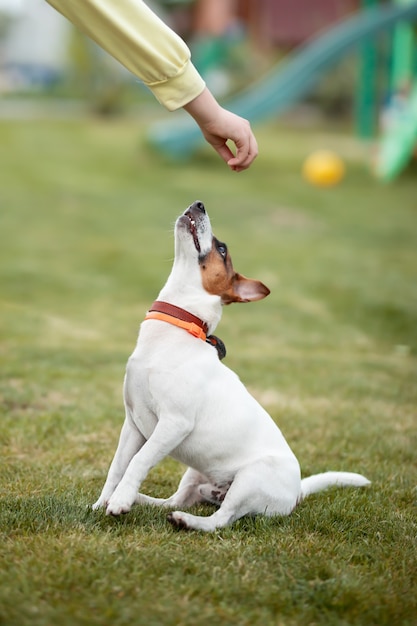 owner's hand give food to dog jack russell terrier in the park