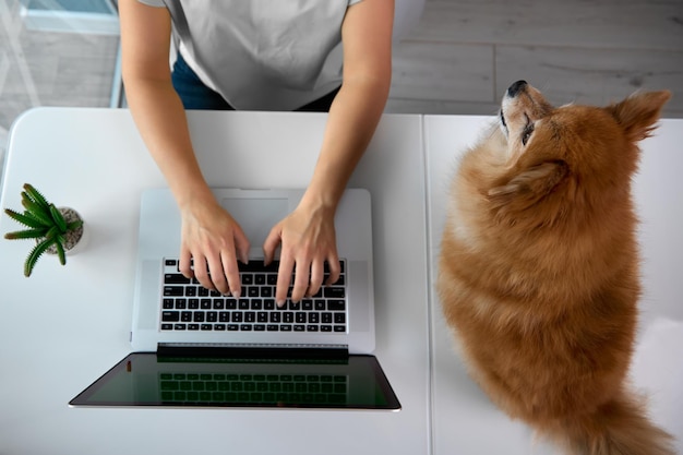 Owner Spitz works at laptop in home office next to dog sits watching woman
