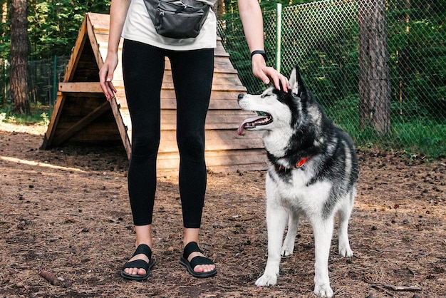 The owner strokes the dog on the head The female trainer caresses praises the husky