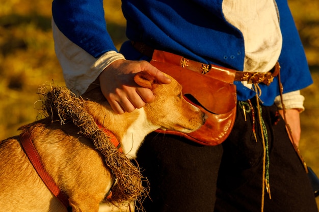 The owner strokes the dog on the head outdoors in summer