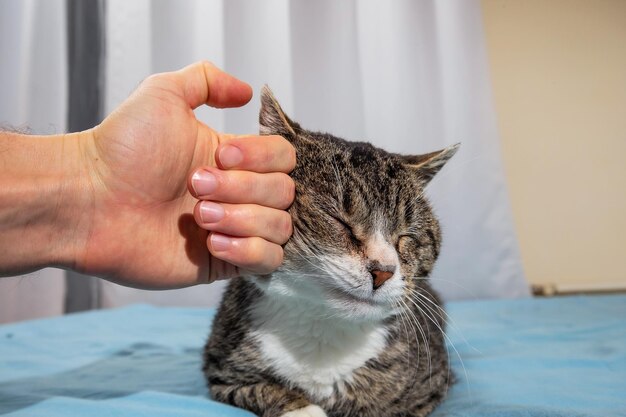 Owner stroking old cute cat at home