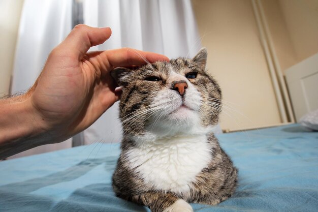 Owner stroking old cute cat at home