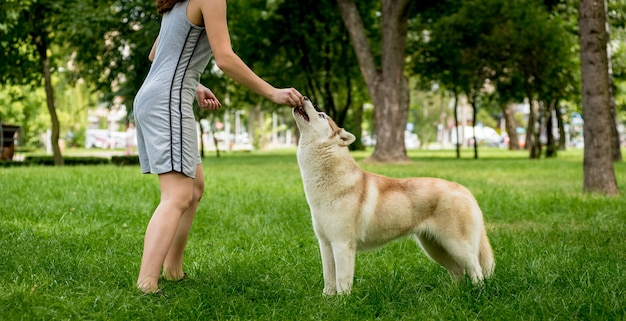 飼い主は公園でハスキー犬を訓練します。