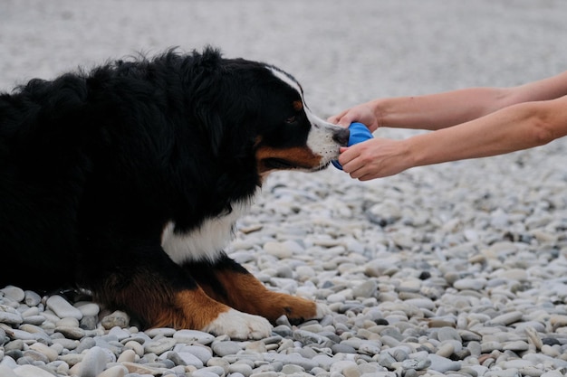 주인이 애완동물에게서 공을 빼앗으려 하는 버니즈 마운틴 도그(Bernese Mountain Dog)가 남자와 파란색 고무공을 가지고 노는 모습