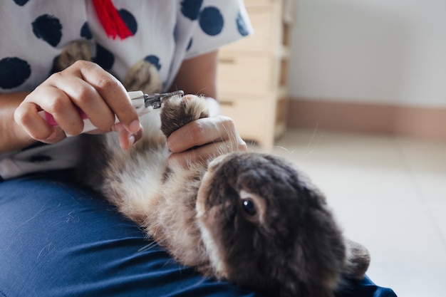Owner trimming nails of her pet cute rabbit. Domestic rabbit lying down on owner lap to get cut finger nail with special scissors for pet care. Take care pets and animals concept.