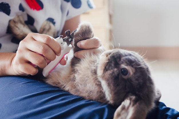 그녀의 애완 동물 귀여운 토끼의 소유자가 손톱을 다듬고 있습니다. 집토끼는 애완동물 돌보기를 위한 특별한 가위로 손톱을 자르기 위해 주인 무릎에 누워 있습니다. 애완 동물과 동물 개념을 돌보십시오.