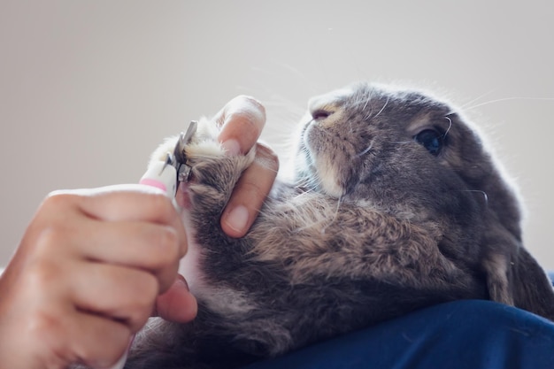 Proprietario che taglia le unghie del suo simpatico coniglio domestico. coniglio domestico sdraiato sulle ginocchia del proprietario per farsi tagliare un'unghia con forbici speciali per la cura degli animali domestici. abbi cura di animali domestici e concetto di animali.