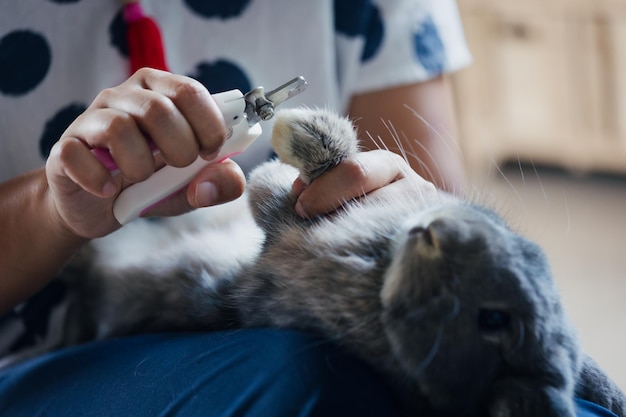 Owner trimming nails of her pet cute rabbit. Domestic rabbit lying down on owner lap to get cut finger nail with special scissors for pet care. Take care pets and animals concept.