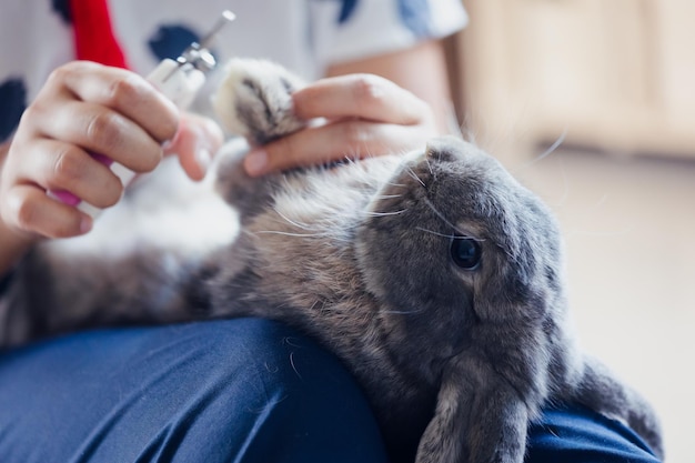 Owner trimming nails of her pet cute rabbit. domestic rabbit\
lying down on owner lap to get cut finger nail with special\
scissors for pet care. take care pets and animals concept.